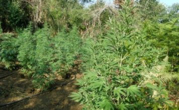 Πήγαν να ποτίσουν τα χασισόδεντρα τους στην Φθιώτιδα Πήγαν να ποτίσουν τα χασισόδεντρα τους στην Φθιώτιδα