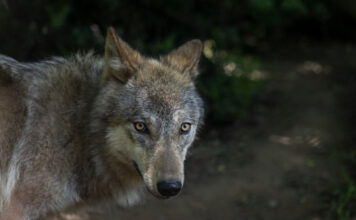 ΑΡΚΤΟΥΡΟΣ: 5 μύθοι και αλήθειες για τους λύκους στην Πάρνηθα