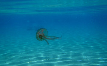 Ο Ελληνικός Ερυθρός Σταυρός προτείνει χρήσιμες οδηγίες για την αντιμετώπιση τσιμπήματος από μωβ μέδουσα