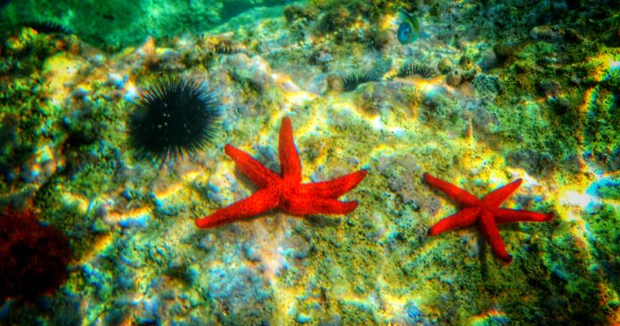 ÈÁËÁÓÓÁ(EUROKINISSI/ÃÉÙÑÃÏÓ ÊÏÍÔÁÑÉÍÇÓ)