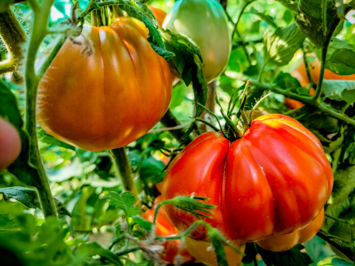 ΜΕΛΙΤΖΑΝΕΣ, ΝΤΟΜΑΤΕΣ (ΓΙΩΡΓΟΣ ΚΟΝΤΑΡΙΝΗΣ/EUROKINISSI)