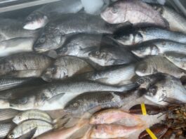 Πώς να ξεχωρίσετε το φρέσκο ψάρι: Τα βασικά σημάδια που δεν πρέπει να αγνοείτε