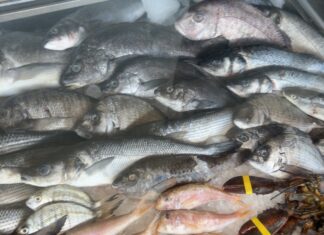 Πώς να ξεχωρίσετε το φρέσκο ψάρι: Τα βασικά σημάδια που δεν πρέπει να αγνοείτε