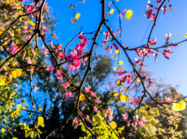 Σχεδόν καλοκαιρινό σκηνικό το Σάββατο στα δυτικά και βόρεια – Ήπιος καιρός γενικά