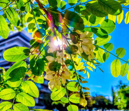 Κυριακή με ήλιο, λίγες νεφώσεις και μικρή άνοδο θερμοκρασίας