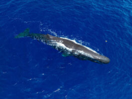 Κοινή παρέμβαση, Greenpeace και WWF Ελλάς προειδοποιούν ότι η επέκταση των ερευνών υδρογονανθράκων θέτει σε άμεσο κίνδυνο τη θαλάσσια βιοποικιλότητα της χώρας